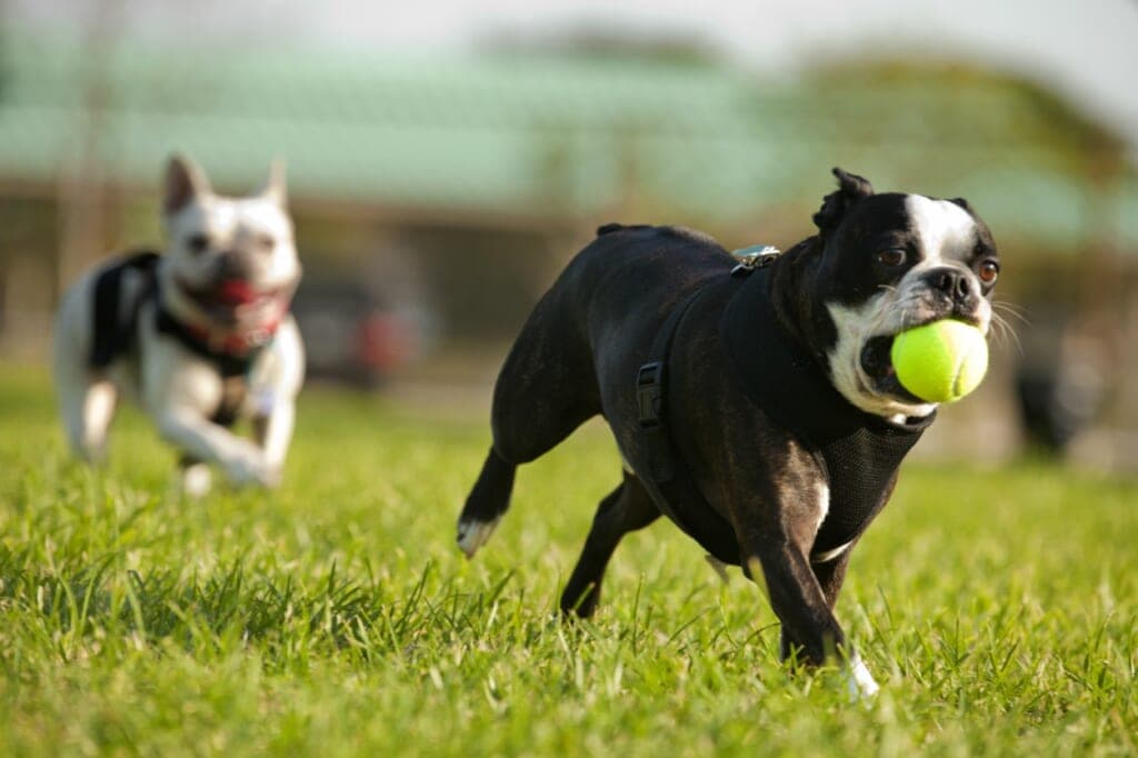 Dog