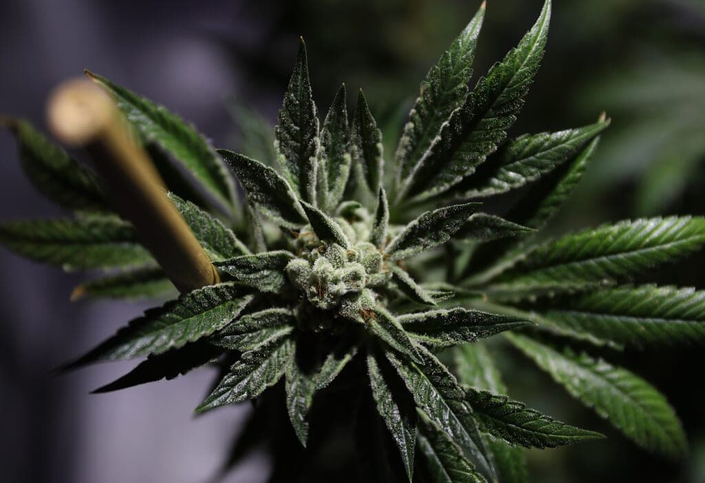 Oakland Mayor Libby Schaaf Speaks At The Cannabis Business Summit And Expo
