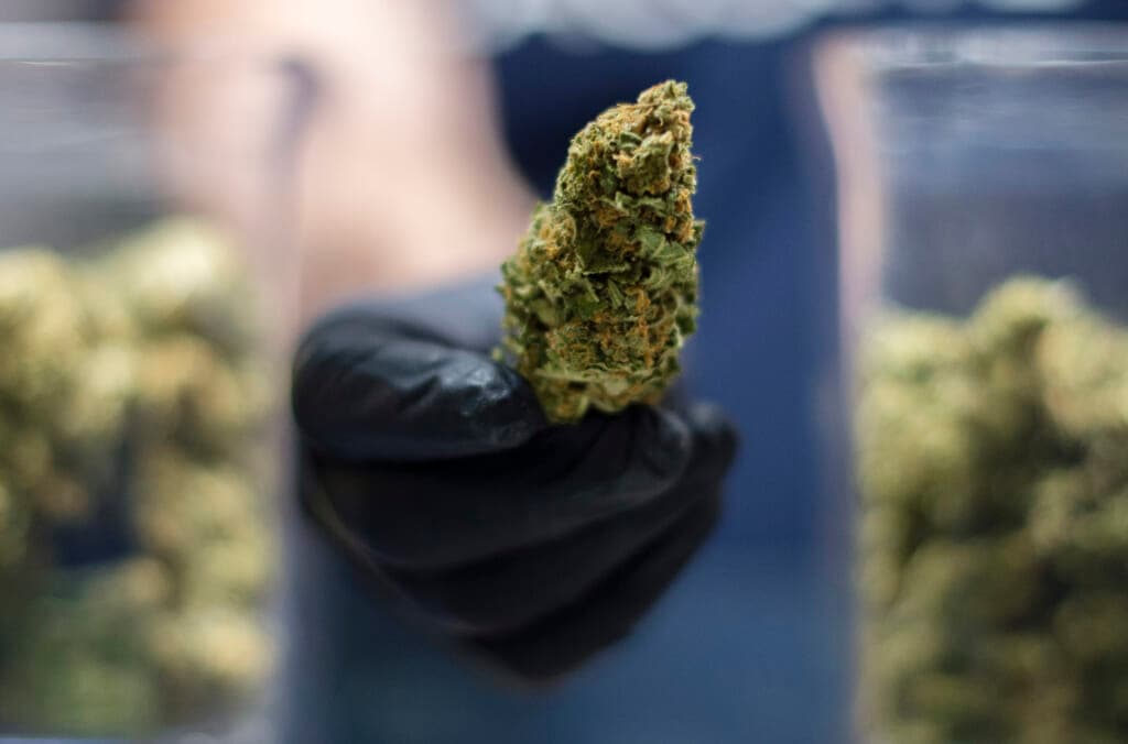 A gloved hand holds a large marijuana bud