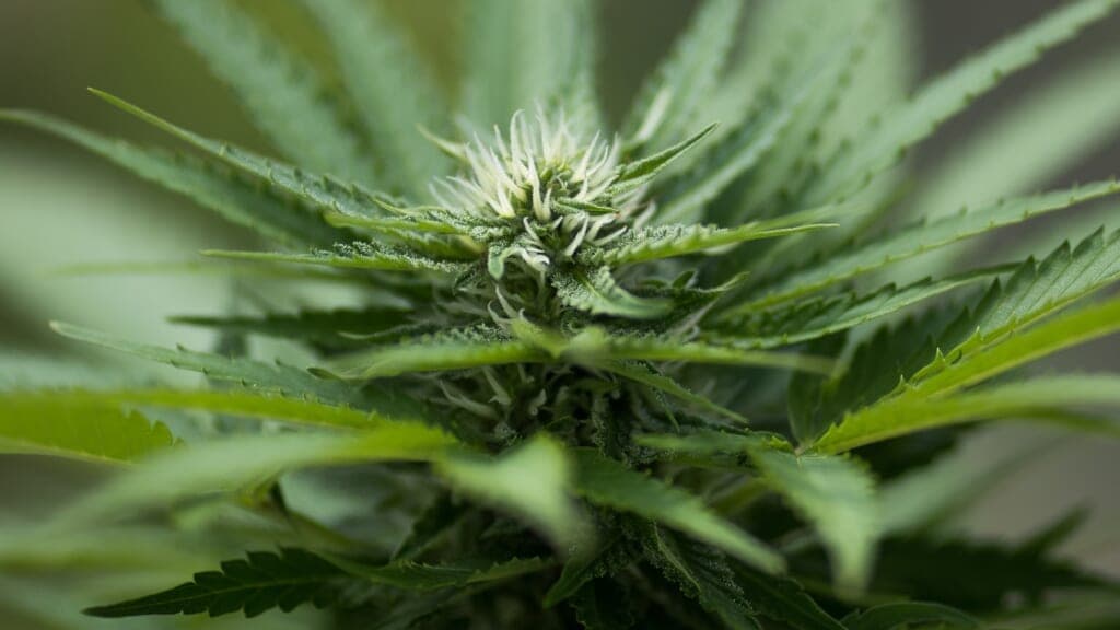Cannabis plants grow in the greenhouse at Vireo Health’s medical marijuana cultivation facility