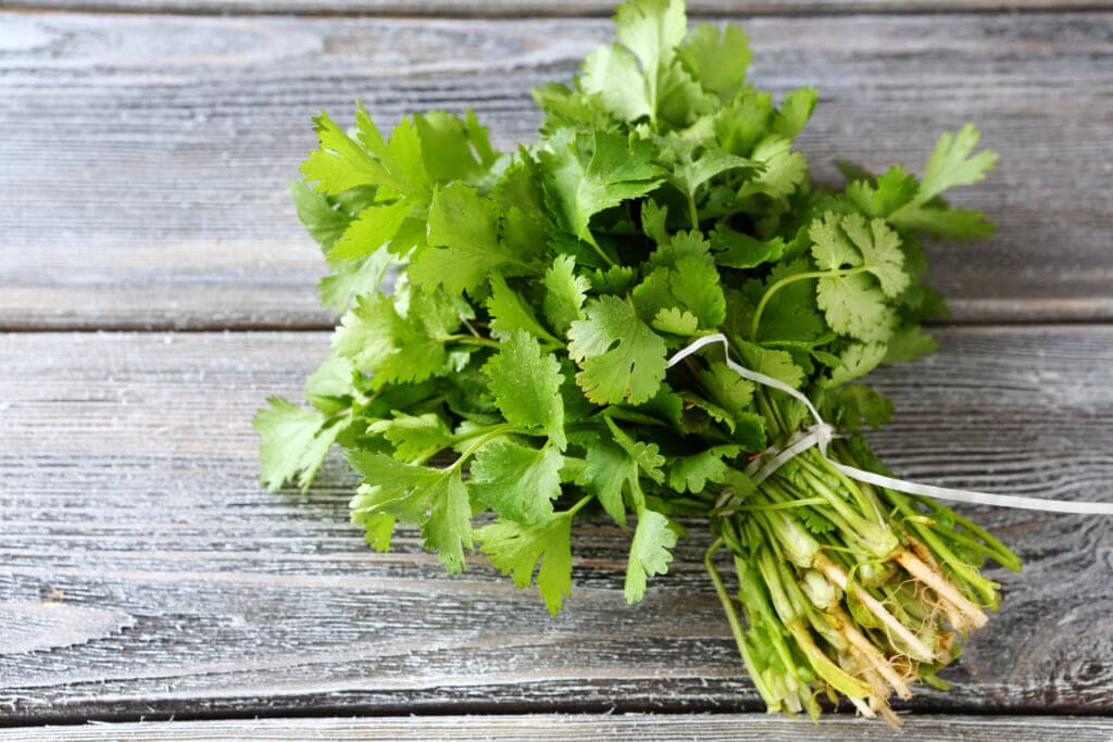 A tied bunch of cilantro