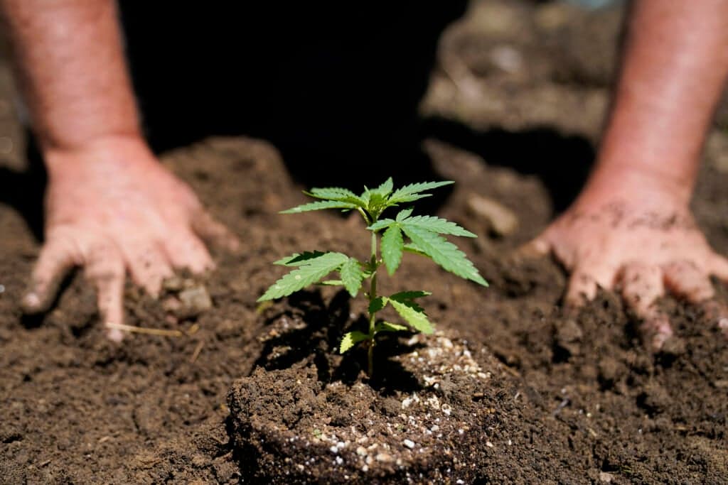 Rich Morris of Toadflax Nursery plants marijuana seedlings