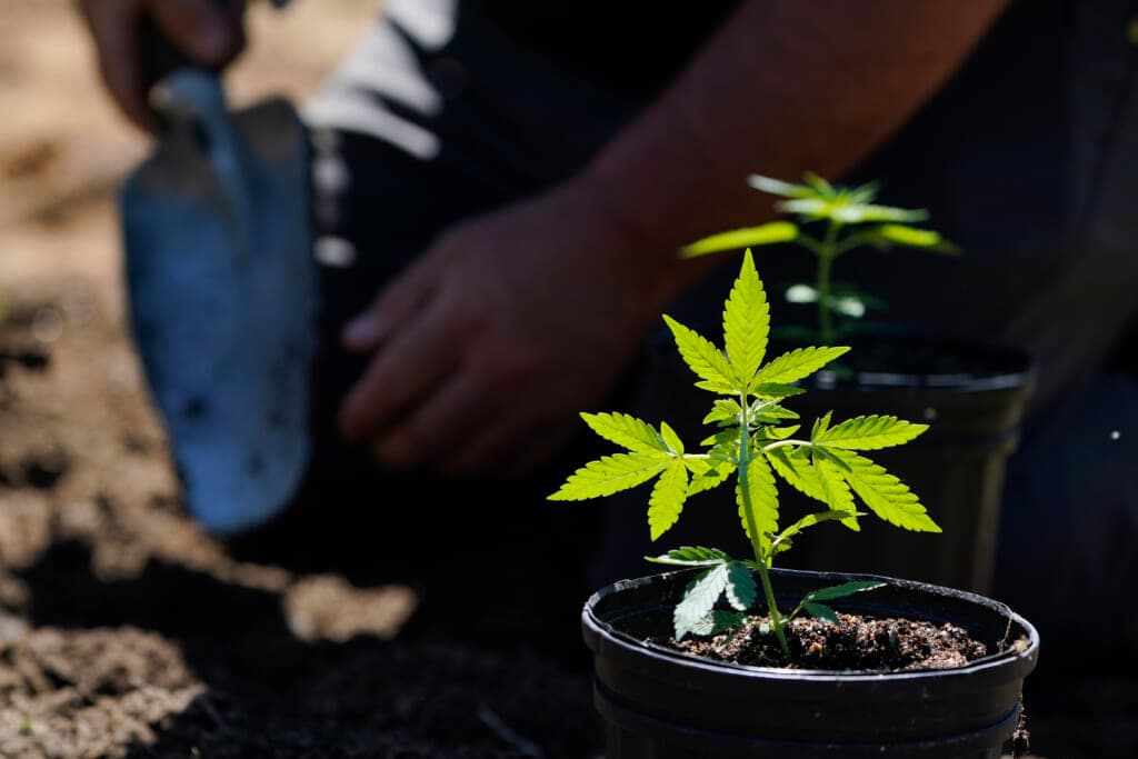 Marijuana plants