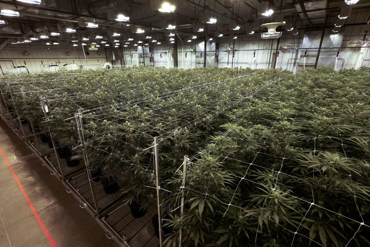 Marijuana plants