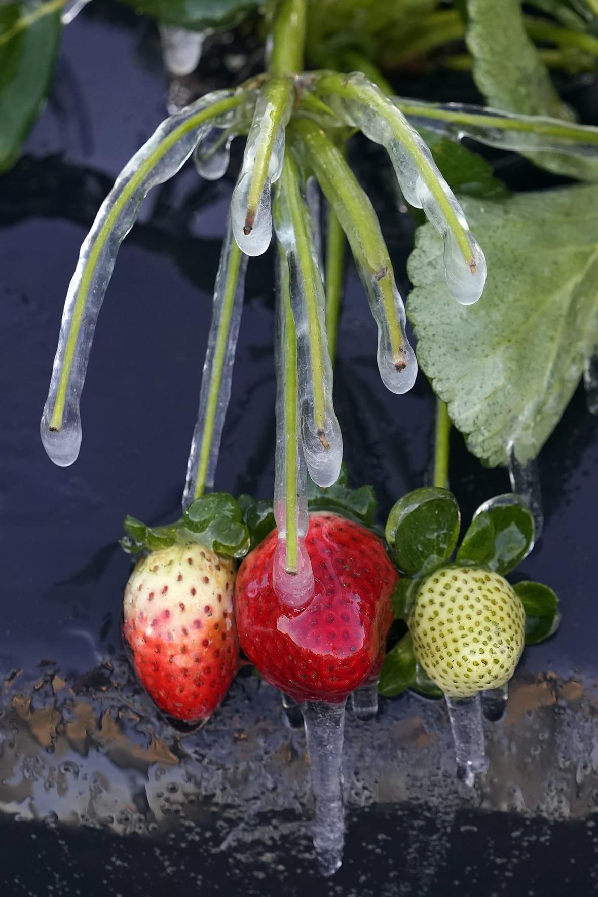 Icicles cling to strawberry plants in a field