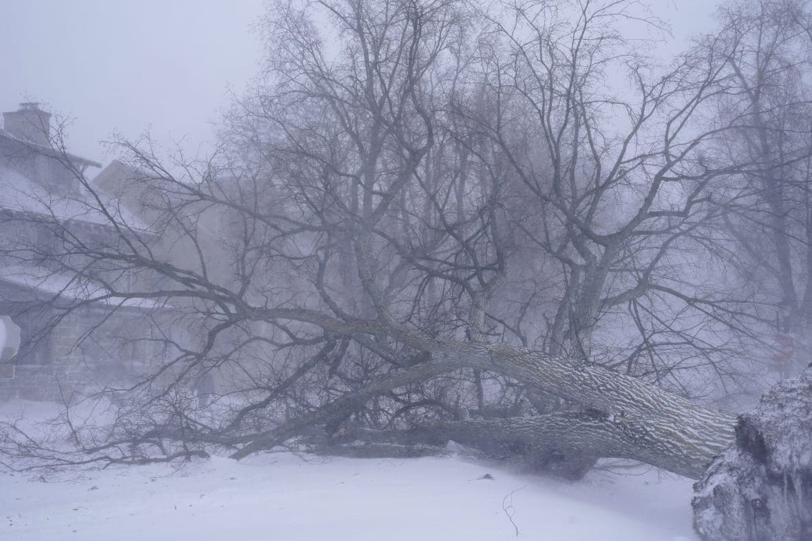 A giant tree lays across an intersection