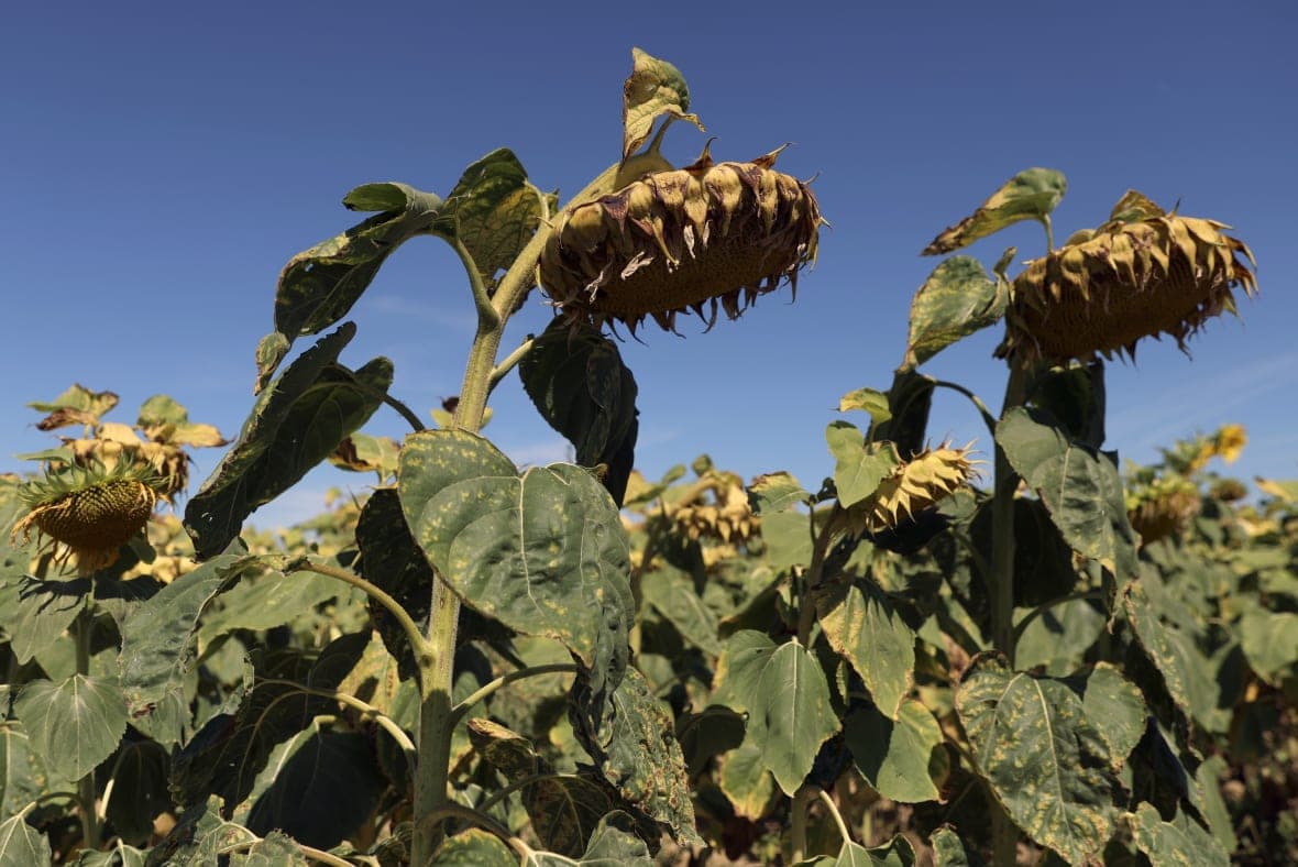 Sunflowers suffer from lack of water