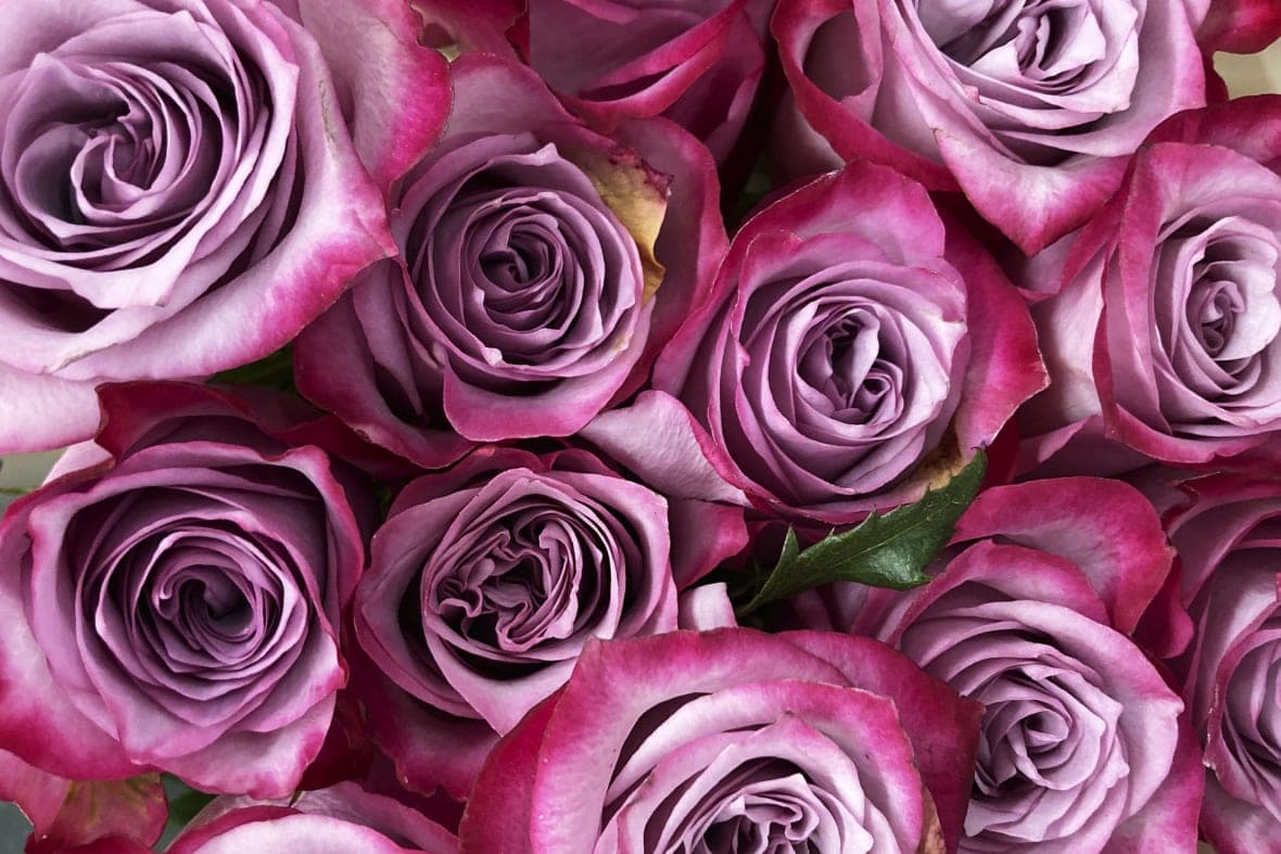 A bouquet of pink roses
