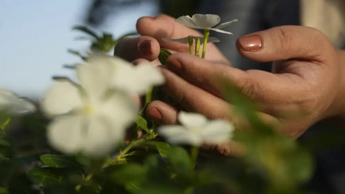 Hands holding a flower