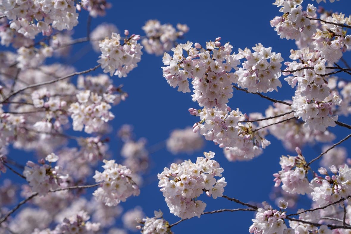 first day of spring, equinox, thegrio.com