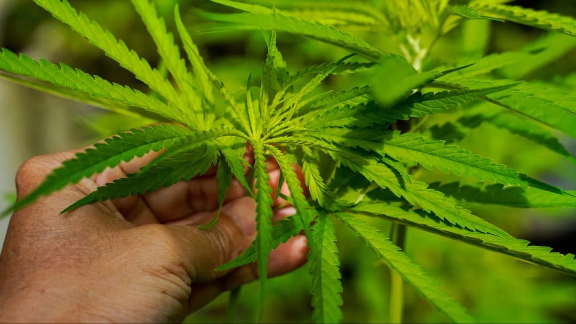 4/20, cannabis, cbd, Black-owned cannabis brands, Black-owned weed brands, Cannabis wellness, Black health and wellness, theGrio.com