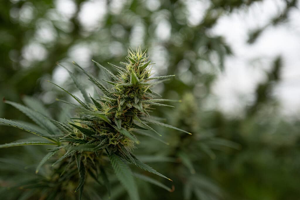 A cannabis flower in Uganda