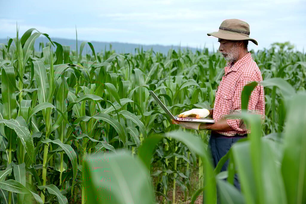 A man in a cornfield using a laptop