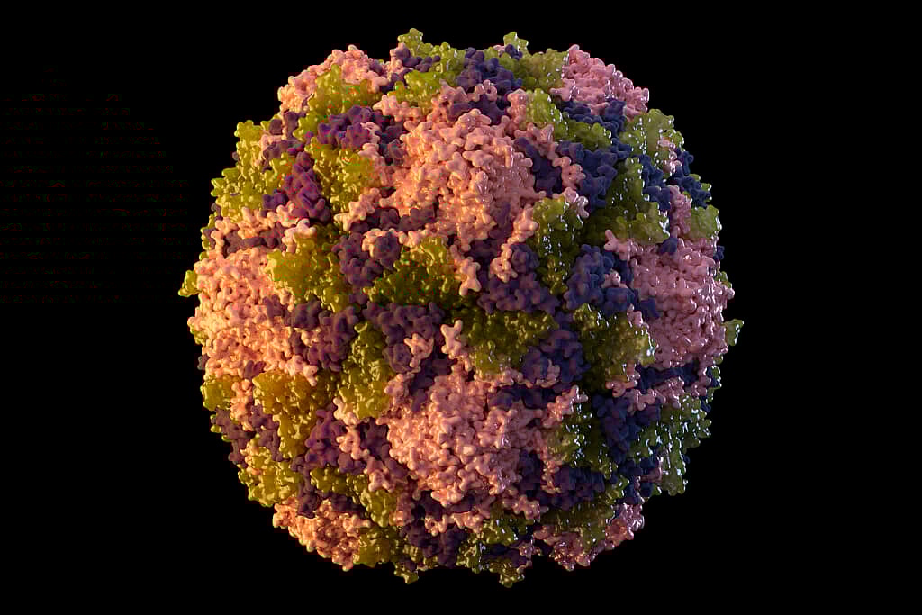 An illustration of a polio virus particle