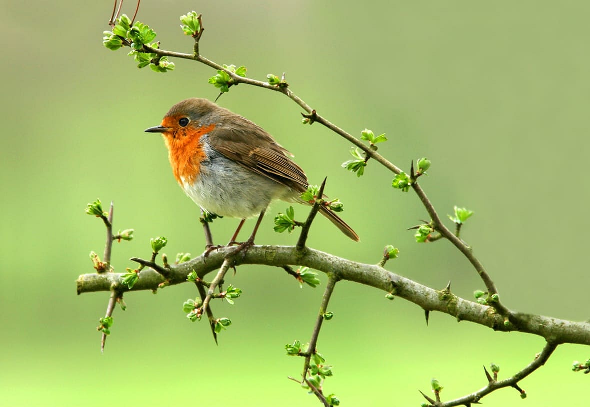 A robin sitting on a branch of a hawthorn tree