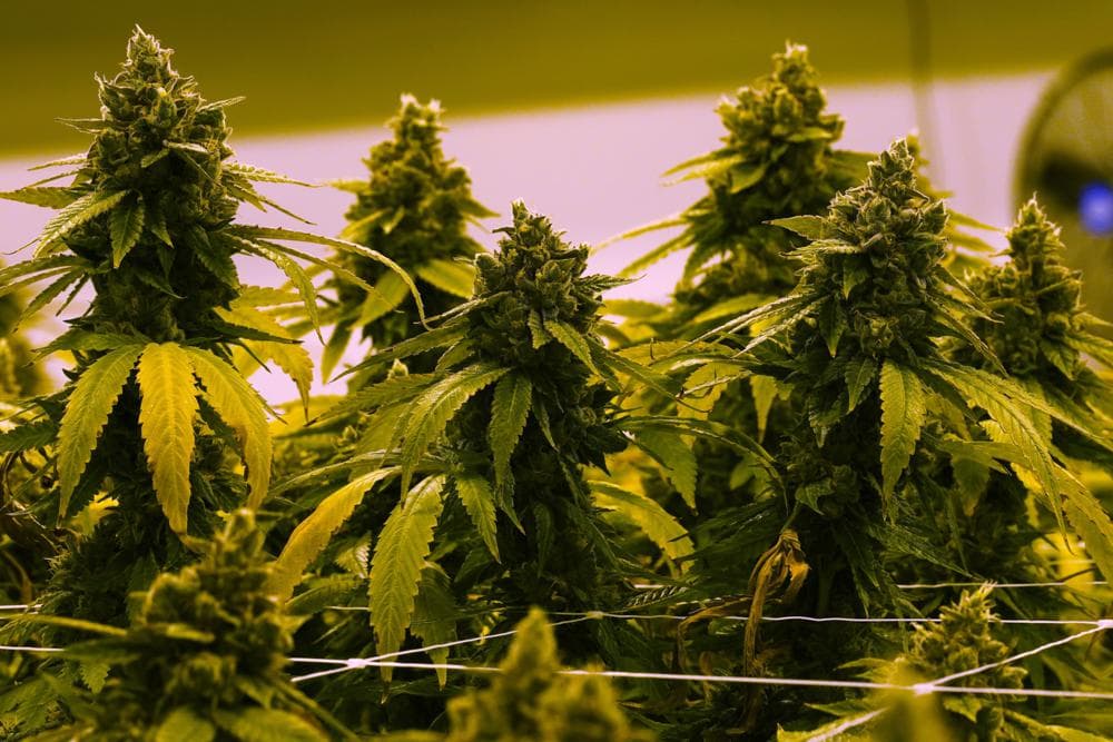 Florida medical marijuana industry