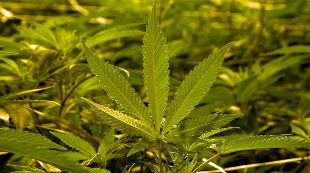 Marijuana thegrio.com