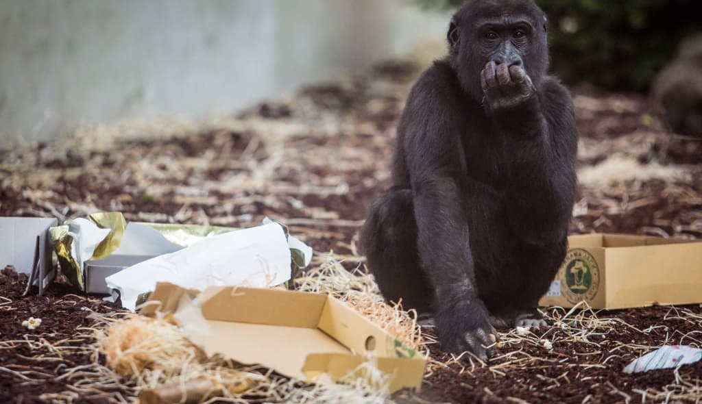 gorilla thegrio.com