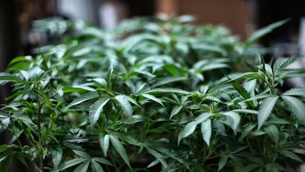 Marijuana plants