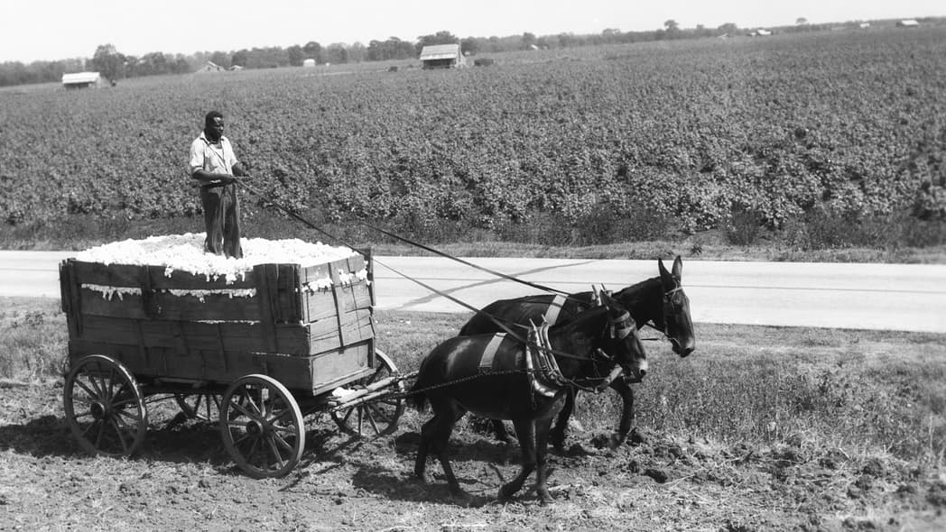 African-American farmer