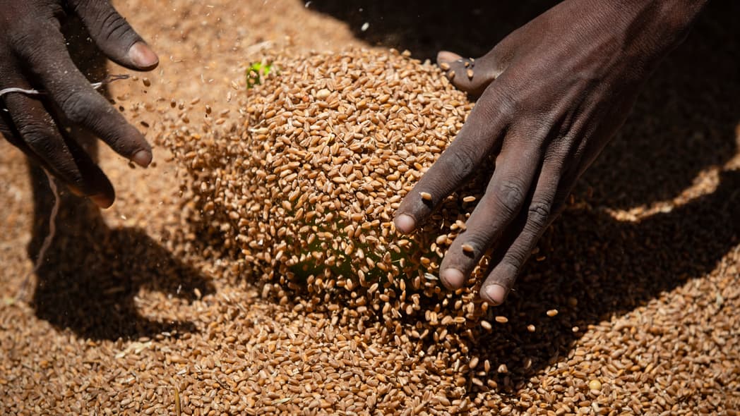 An Ethiopian woman scoops up portions of wheat