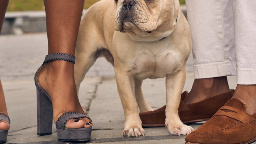 Pet dog