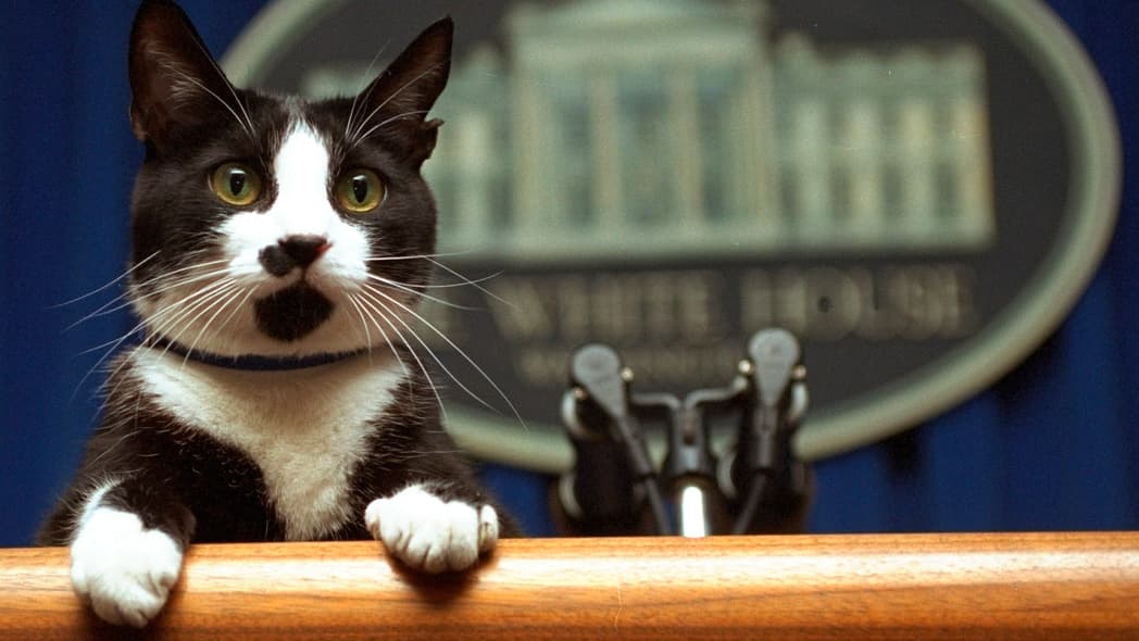 Cat, Kamala Harris, 2024 election, theGrio.com