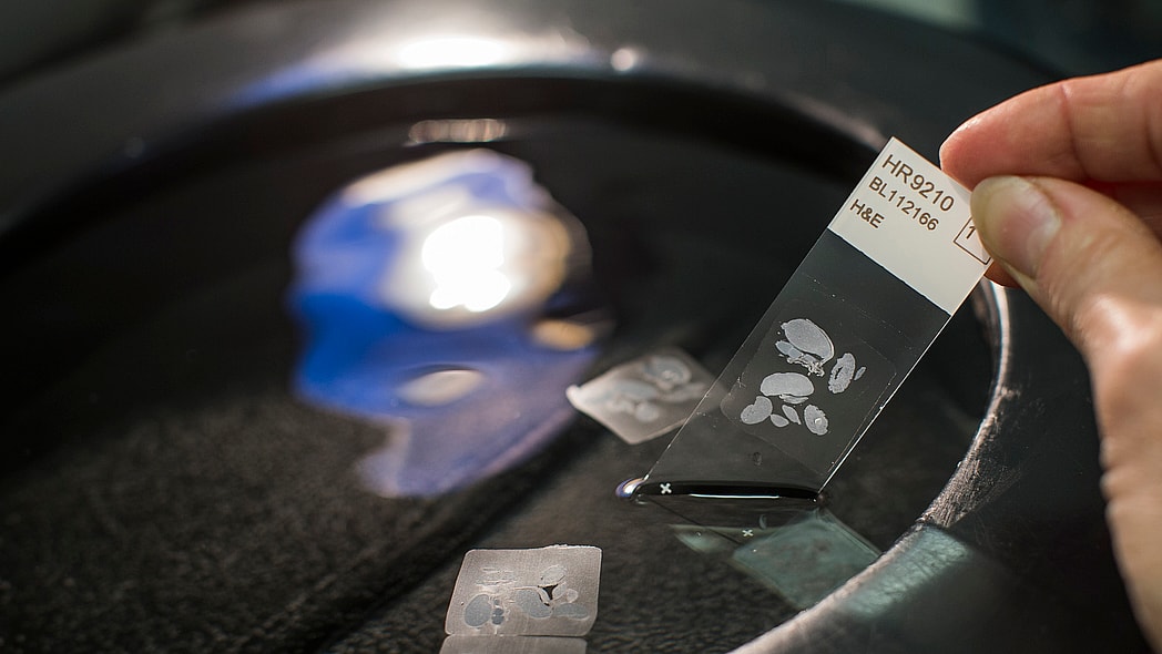 microscope thegrio.com