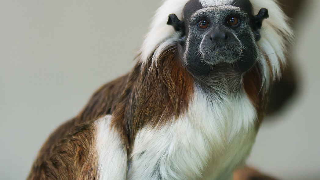 cotton-top tamarin monkey thegrio.com