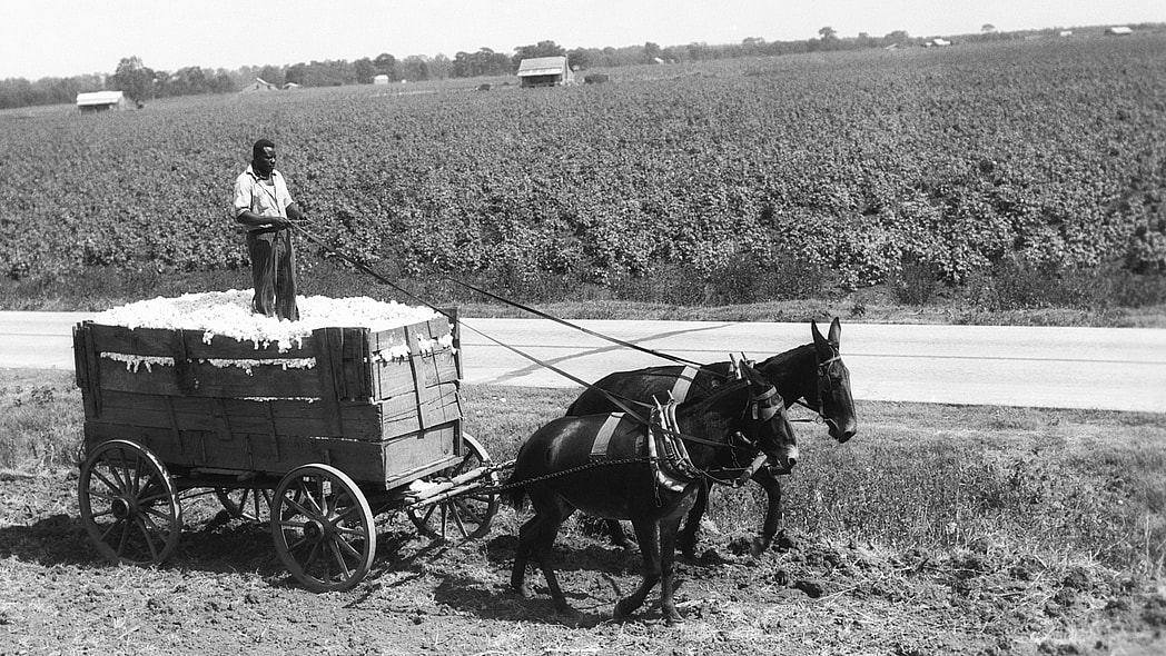African-American farmer