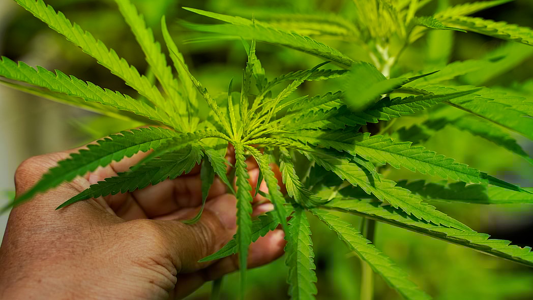 4/20, cannabis, cbd, Black-owned cannabis brands, Black-owned weed brands, Cannabis wellness, Black health and wellness, theGrio.com