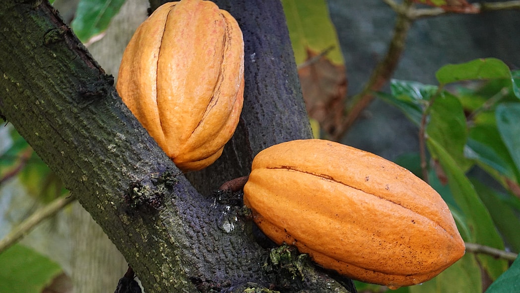 cocoa tree, theGrio.com