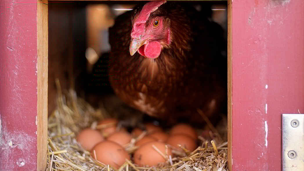 bird flu, egg prices, why are eggs so expensive? bird flu vaccines theGrio.com