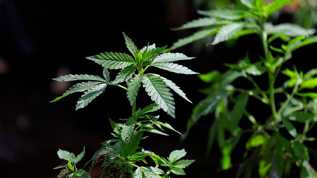 4/20, What is 4/20, 4/20 history theGrio.com