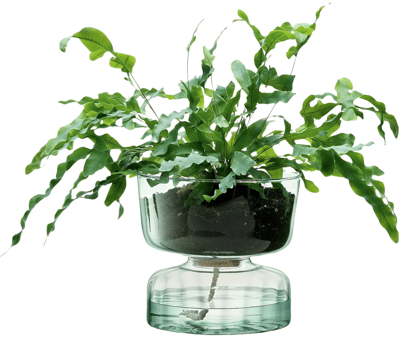 Canopy Self-Watering Planter sold by Goodee