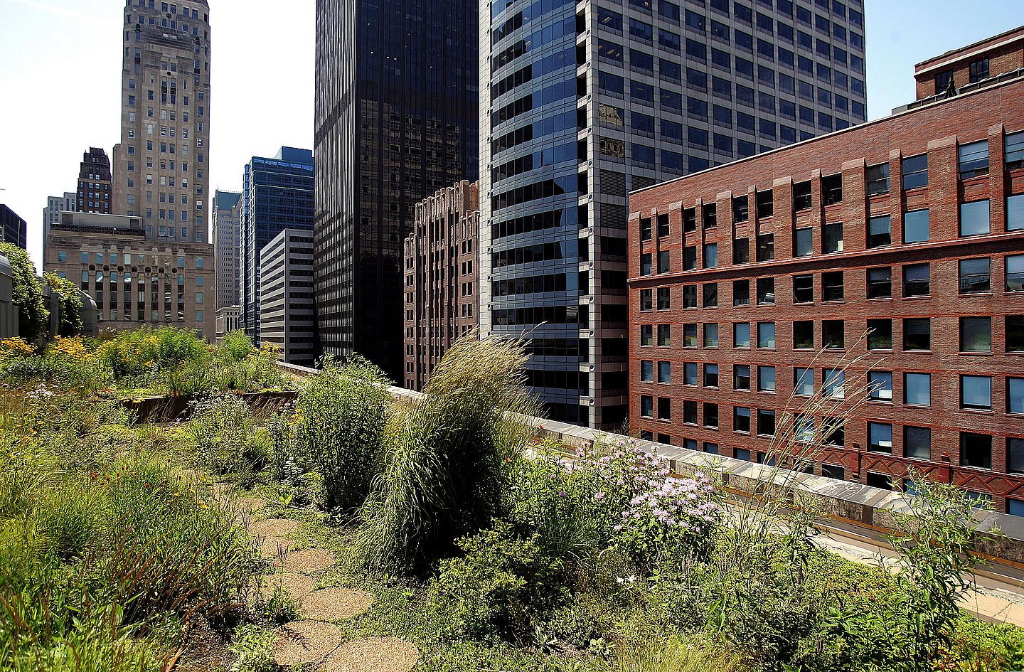 Green Rooftop Graces Chicago's City Hall