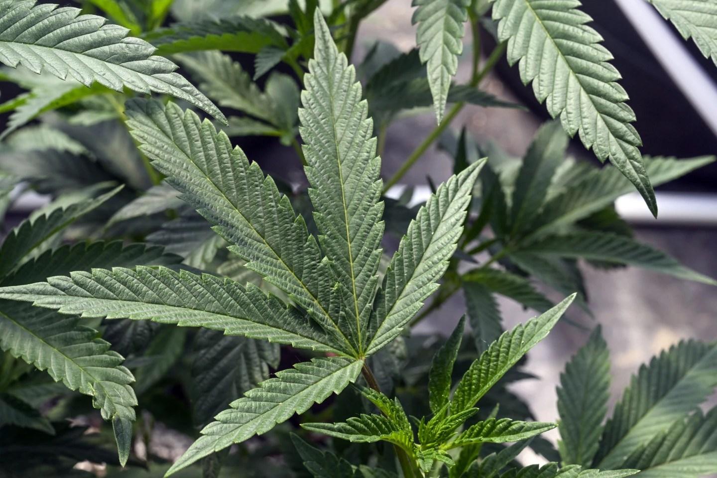 Marijuana plants at a secured growing facility in Washington County, N.Y.