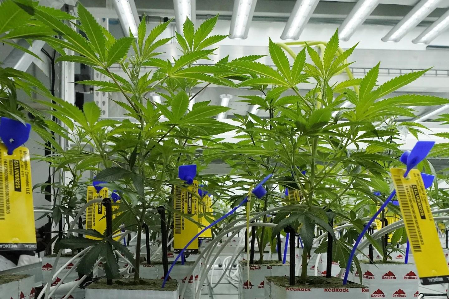 Young marijuana plants have state mandated identification tags in the indoor growing facility of Mockingbird Cannabis