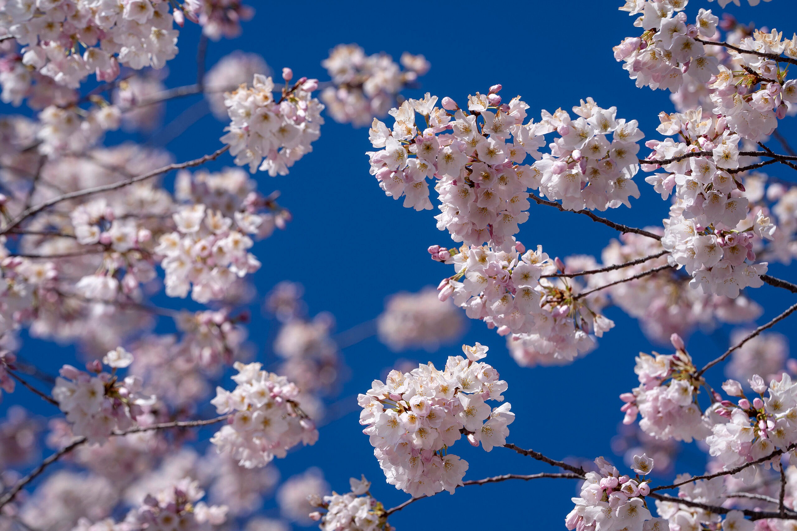 first day of spring, equinox, thegrio.com