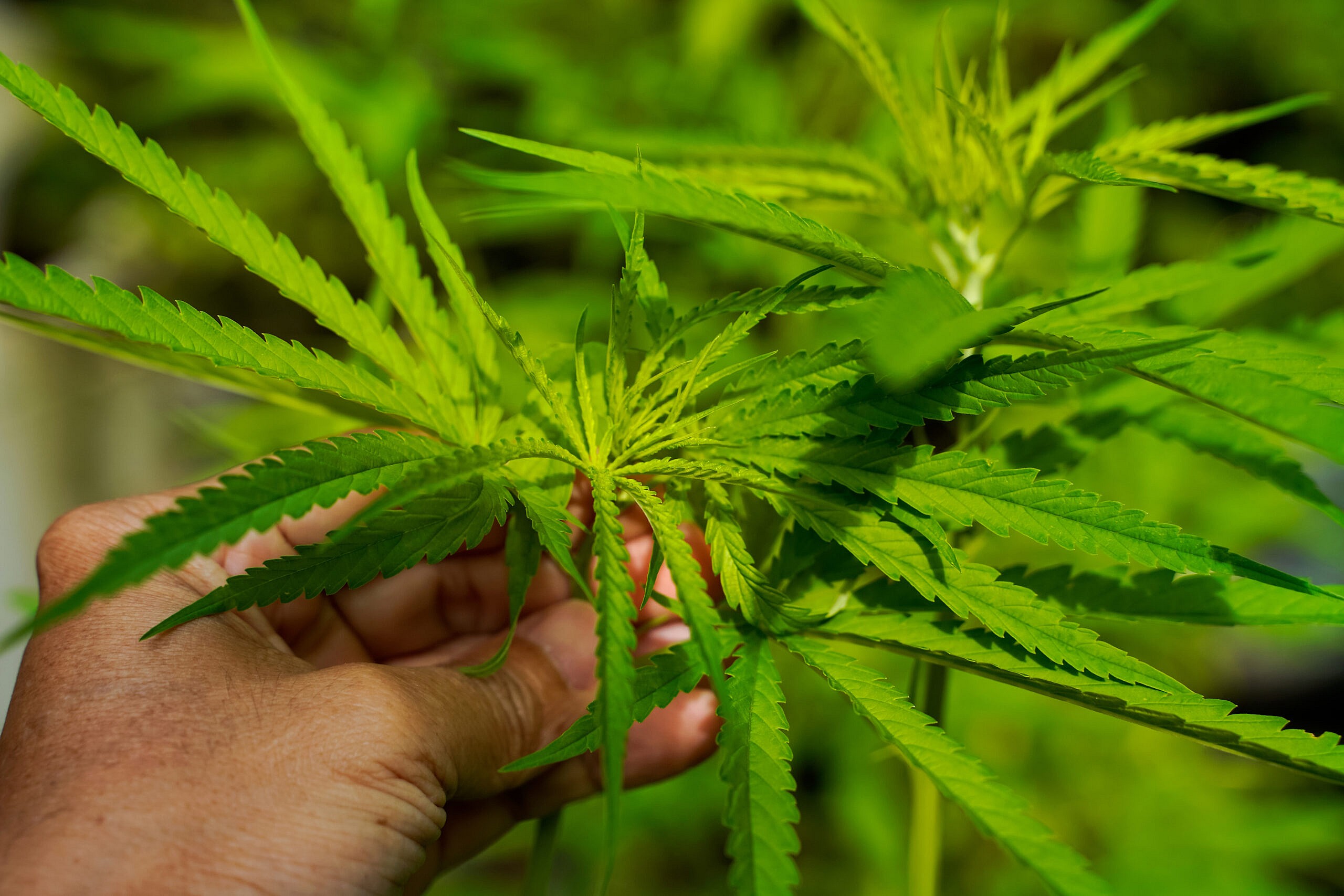 4/20, cannabis, cbd, Black-owned cannabis brands, Black-owned weed brands, Cannabis wellness, Black health and wellness, theGrio.com