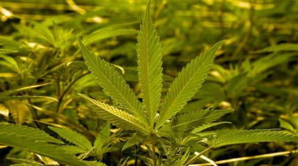 Marijuana thegrio.com