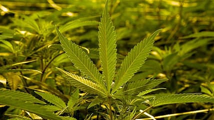 Marijuana thegrio.com