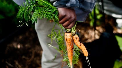 Black Farmer thegrio.com