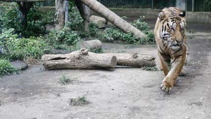 Tiger_thegrio