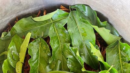 Ayahuasca, plant medicine, La Vida Divine Healing Institute, Jada Pinkett Smith, Will Smith, Jaden Smith, WIllow Smith, Trey Smith, theGrio.com