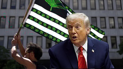 Donald Trump, marijuana, cannabis, theGrio.com