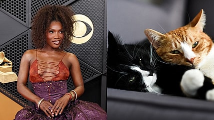 Doechii, cats, Black pet owners, Black cat owners, theGrio.com