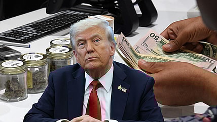 Donald Trump, Marijuana, theGrio.com