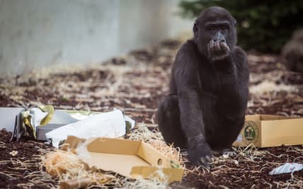 gorilla thegrio.com