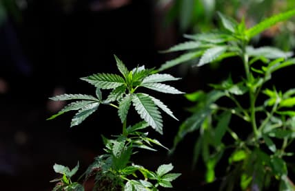 4/20, What is 4/20, 4/20 history theGrio.com